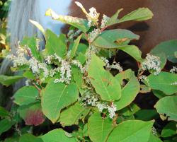 Image: K.A. Ford © Landcare Research 2015 